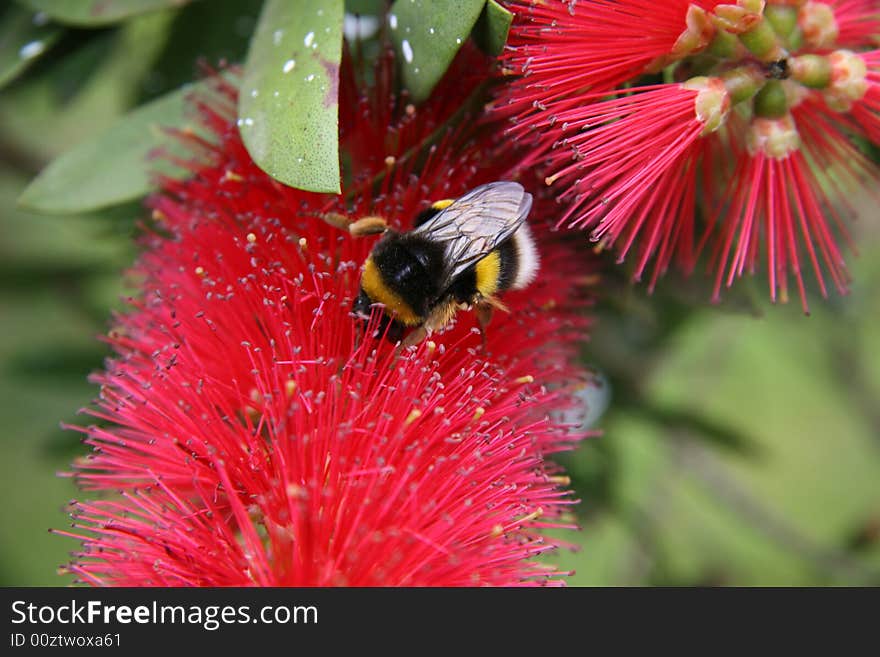 A bumblebee pollinates a red flower. A bumblebee pollinates a red flower