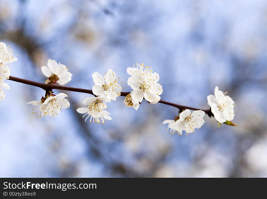 Cherry flowers  on blue sky (spring background). Cherry flowers  on blue sky (spring background)