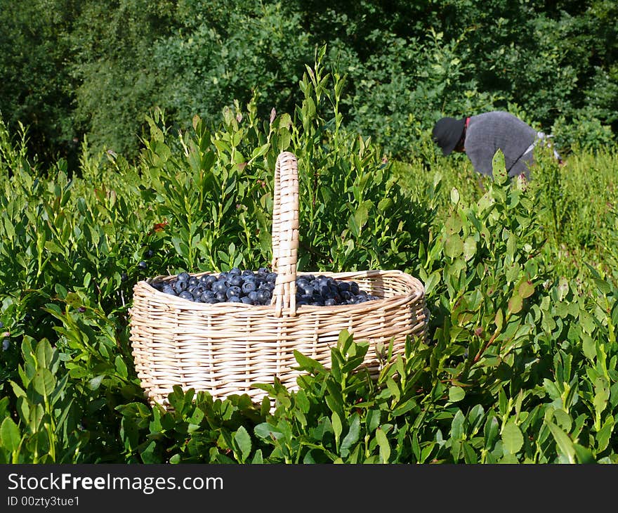 Manual work in the forest. Manual work in the forest