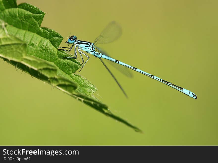 Macro of dragonfly Coenagrion puella