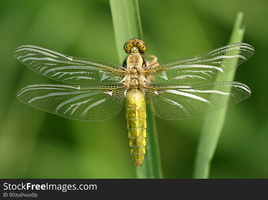 Close-up of dragonfly Libellula depressa