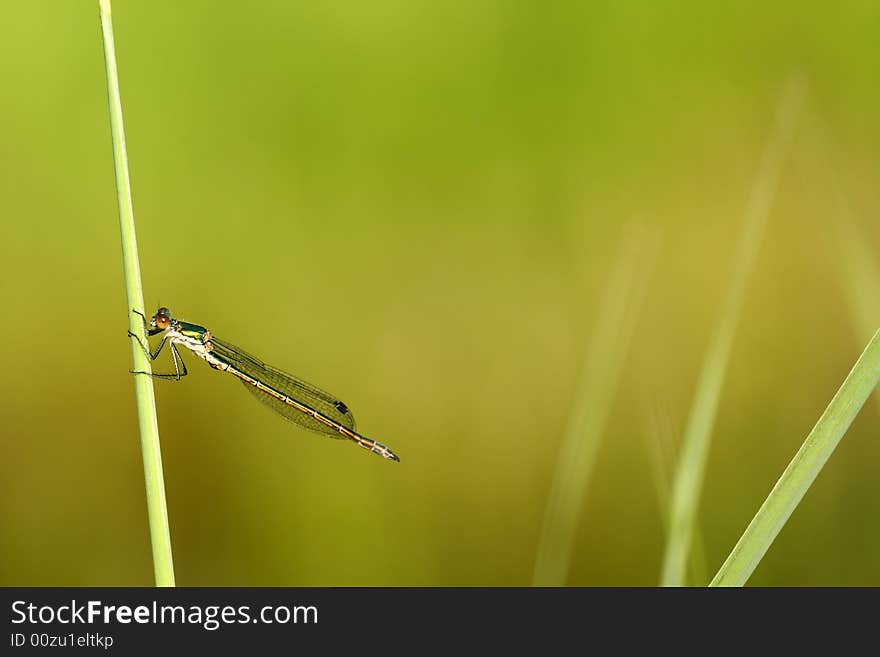 Dragonfly Lestes Viridis