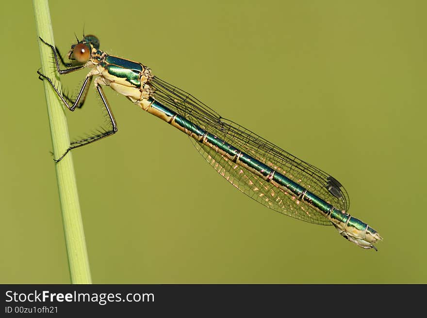 Close-up of dragonfly Lestes viridis