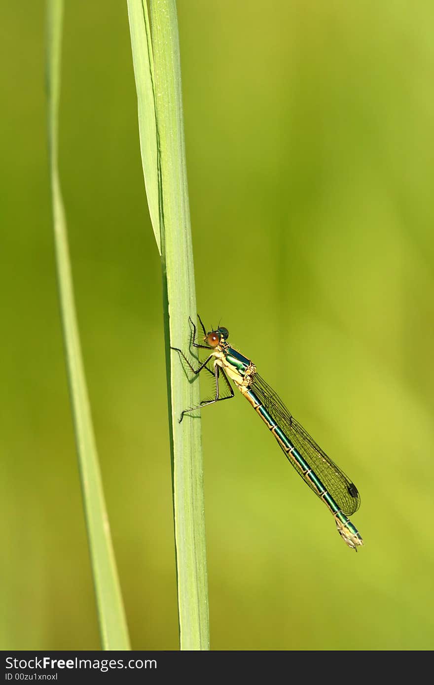 Female of dragonfly Lestes viridis