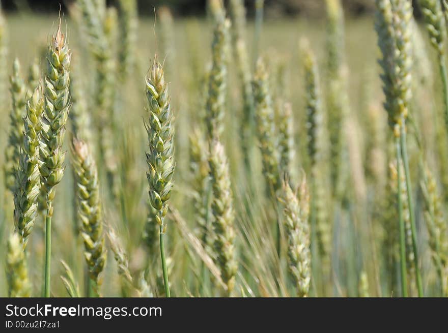 Green ears field shine by sun