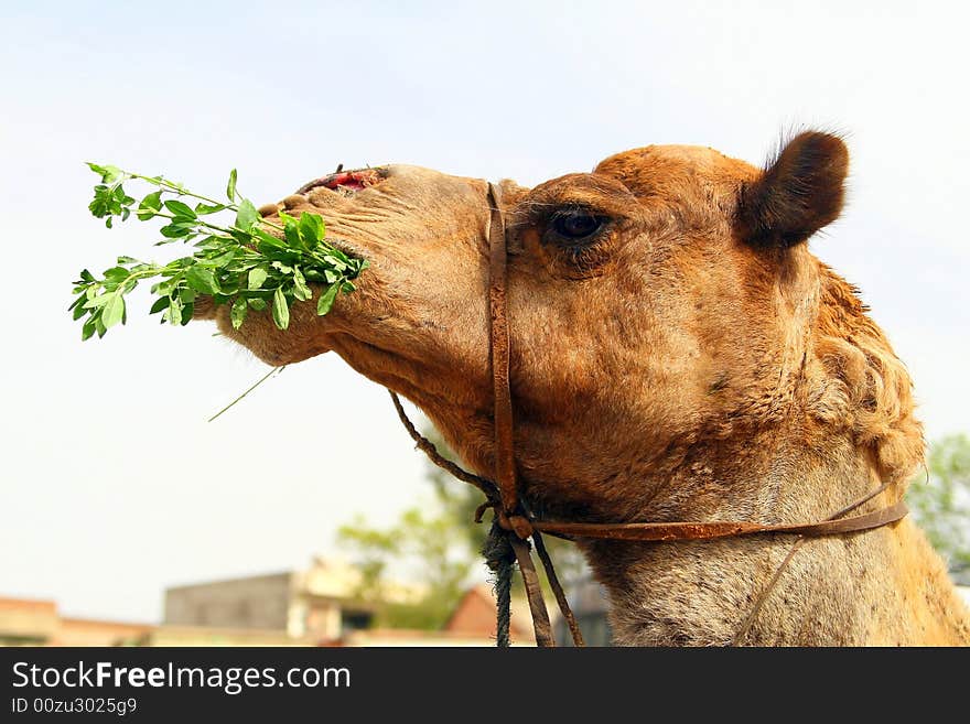 A decorated camel in desert. Part of a caravan in India. A decorated camel in desert. Part of a caravan in India.