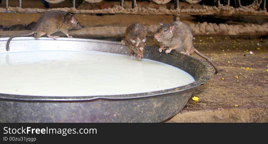 Three rats drinking milk in a temple in India. Three rats drinking milk in a temple in India.