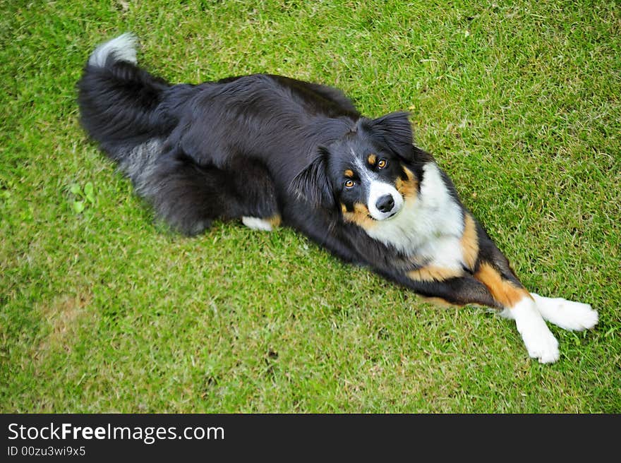 Young dog (cross between a Border Collie and an Appenzeller) lying cross-legged.