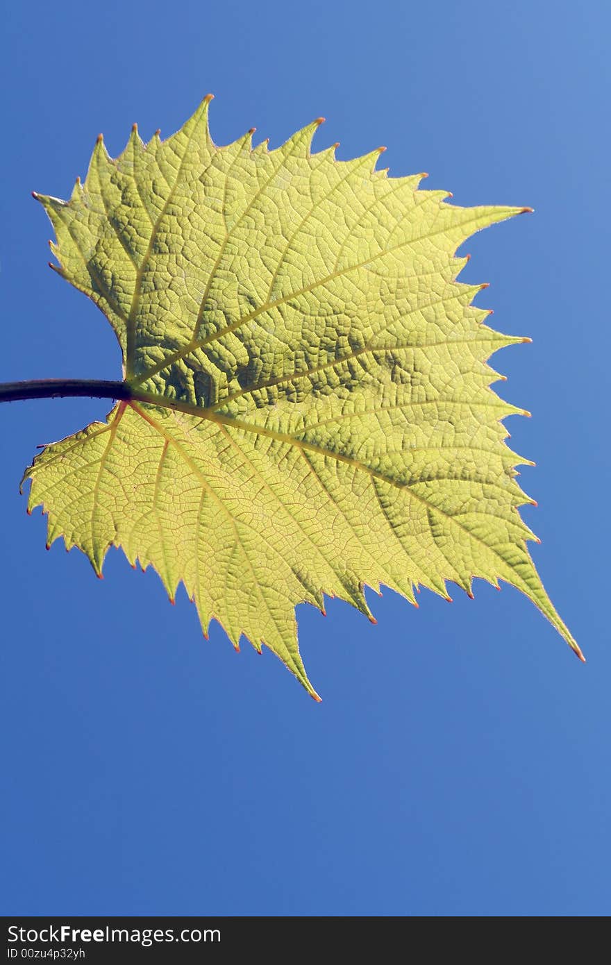 Green leaf and the sky