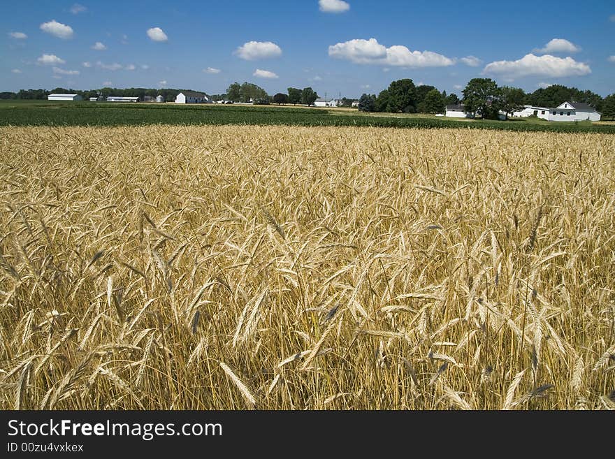 Wheat Field