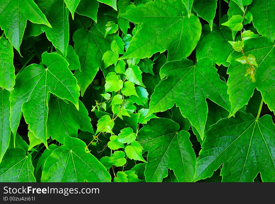 Grape Hedge