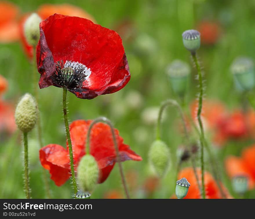 Colorful poppy blooms in spring. Colorful poppy blooms in spring