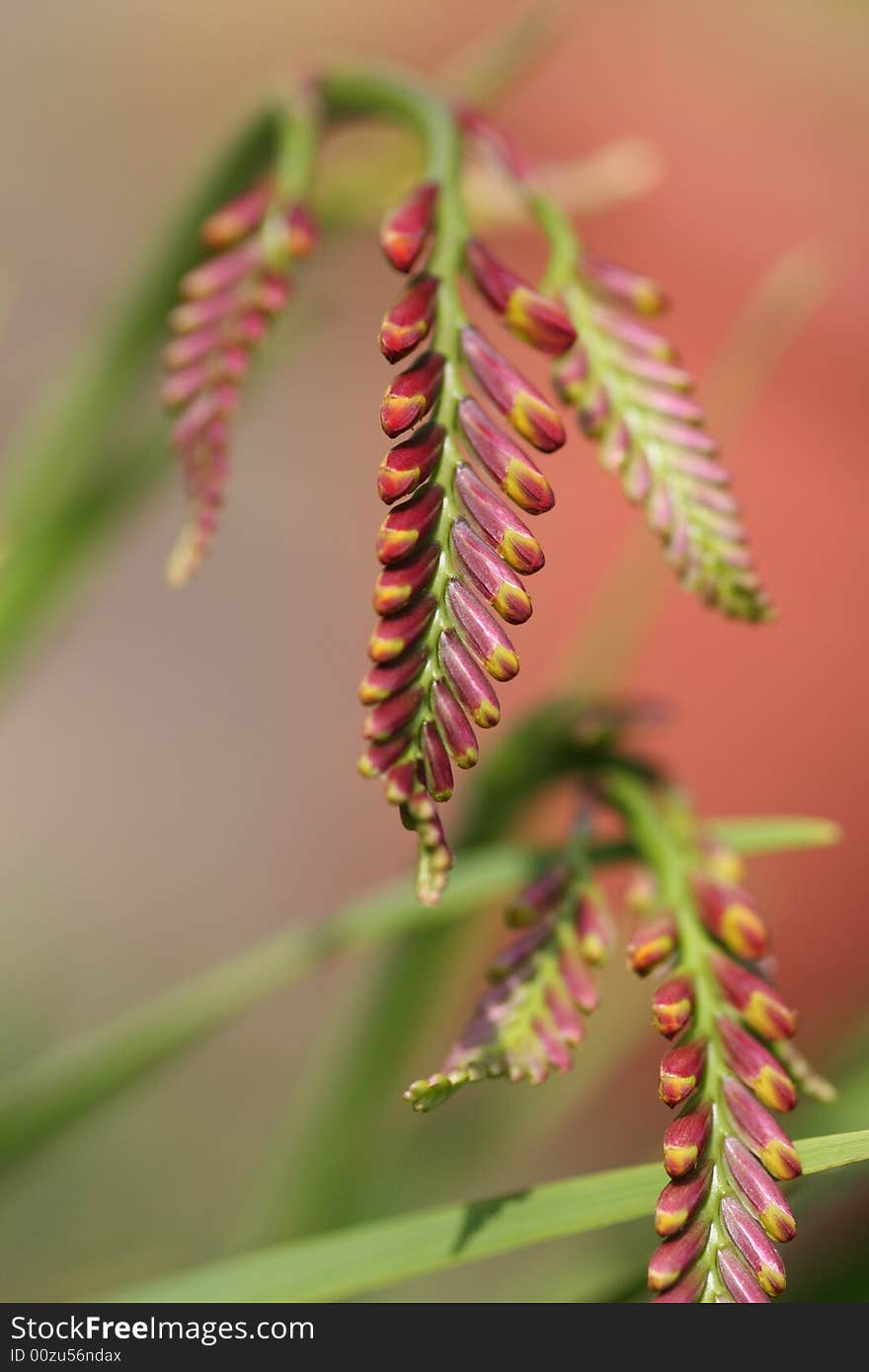 Red and Green