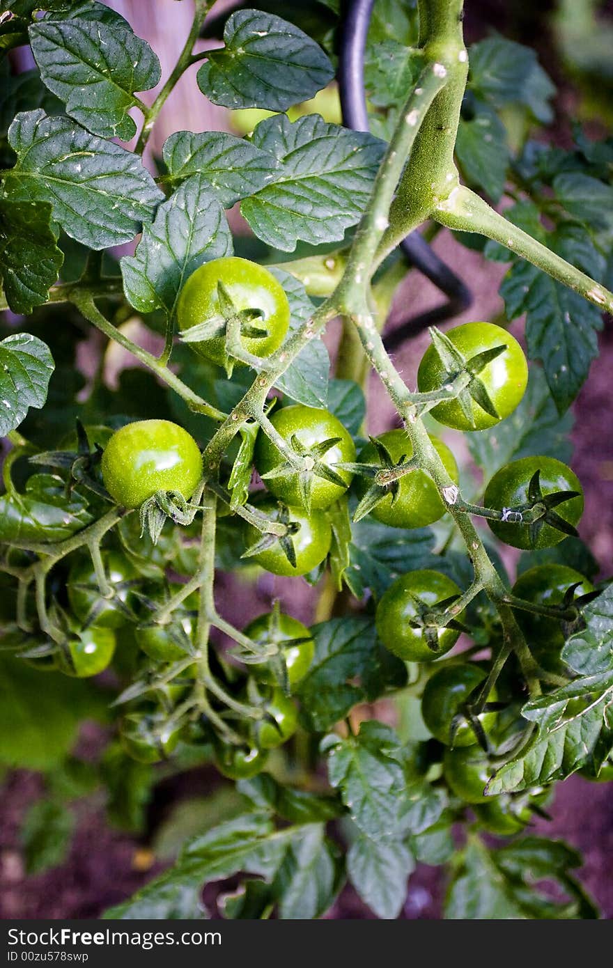 Branch of a unripe tomato bush