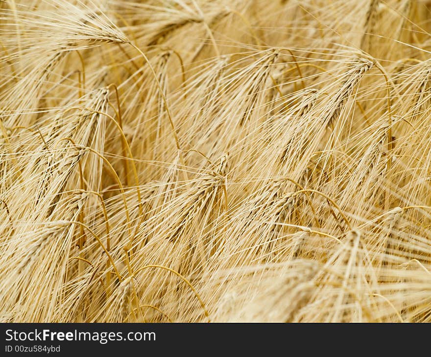 Wheat background