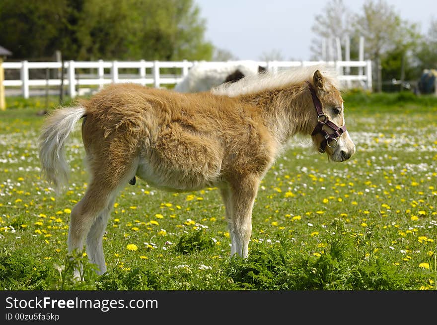 Young sweet horse in profile. Young sweet horse in profile