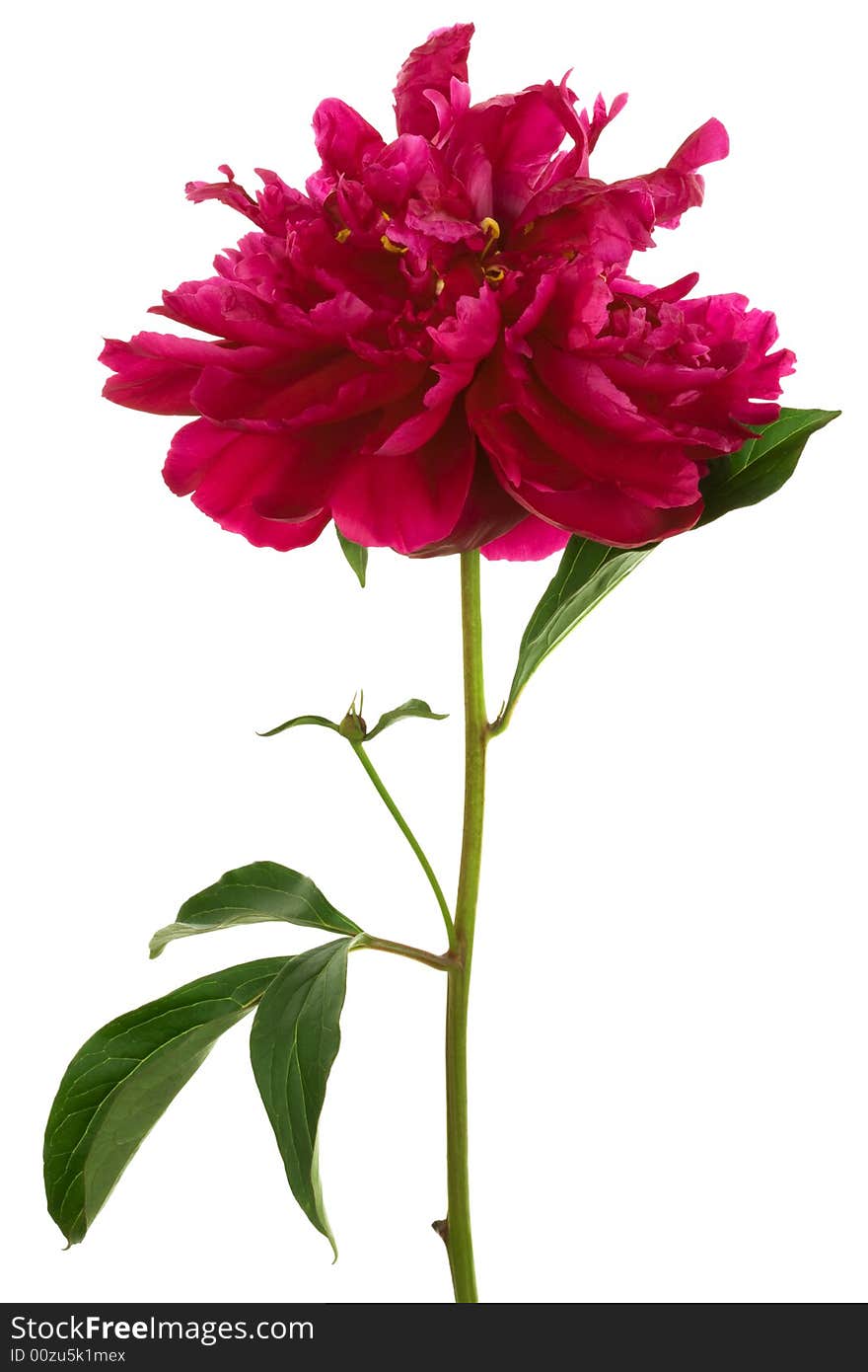 Beautiful red flower on a white background