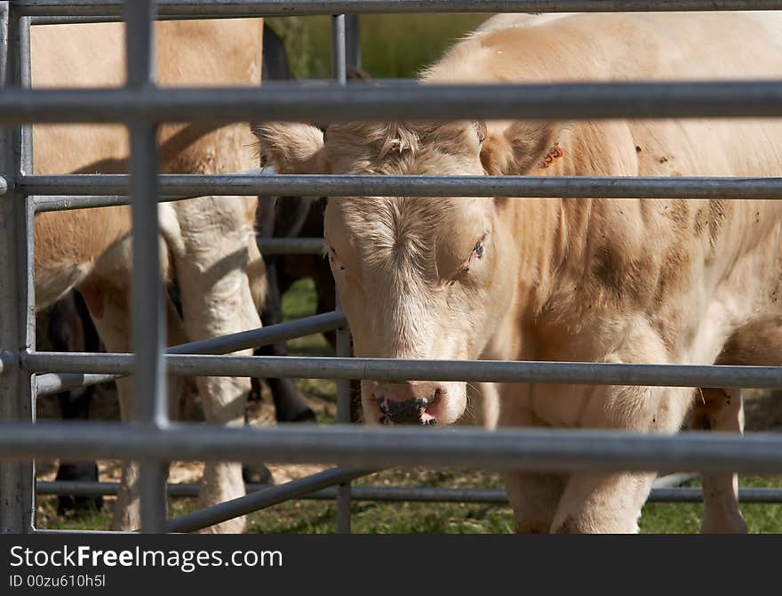 Portrait of a thoroughbred bull through bars