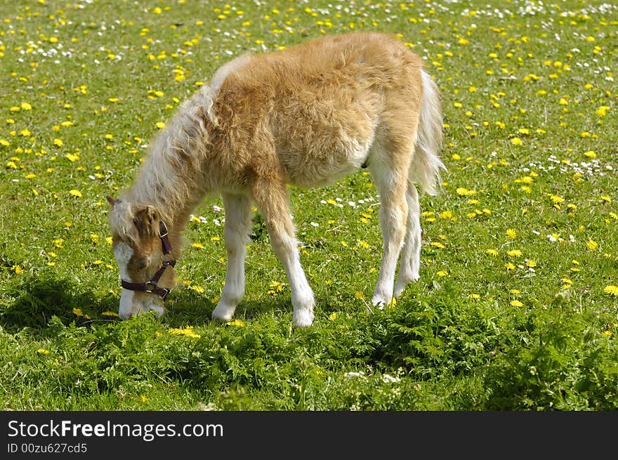 A sweet young horse is eating grass. A sweet young horse is eating grass