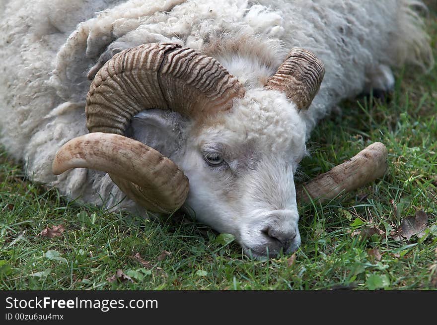 The wether portrait with big coiled horns