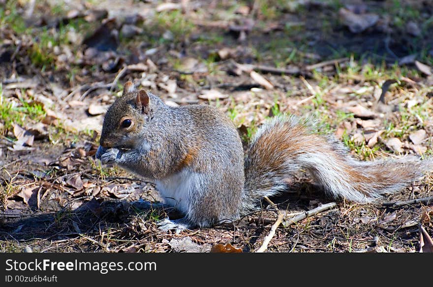 Squirrel On Ground