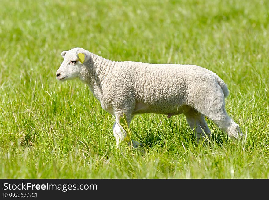 Sweet lamb in profile on a green field