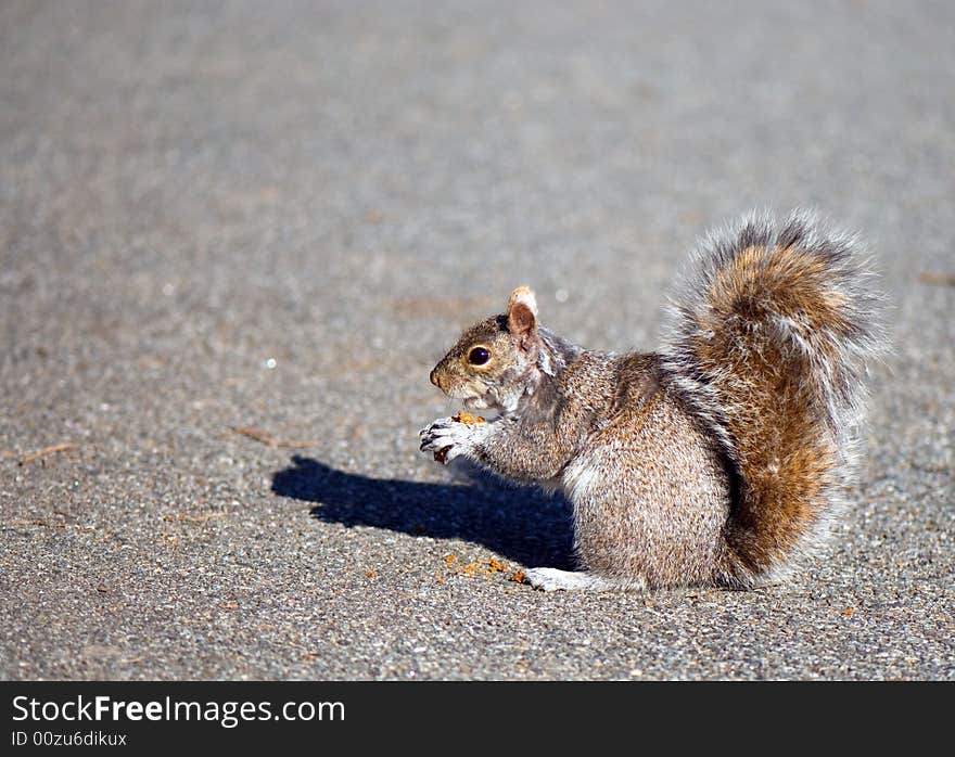 Squirrel and cake