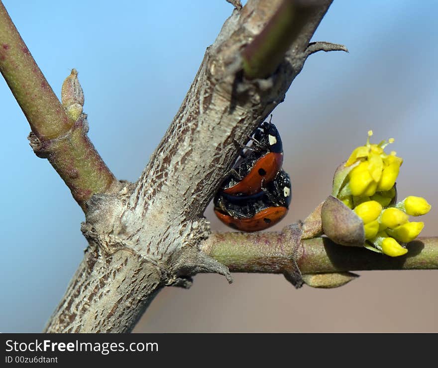 Close-up macro of two loving ladybugs matings. Close-up macro of two loving ladybugs matings.