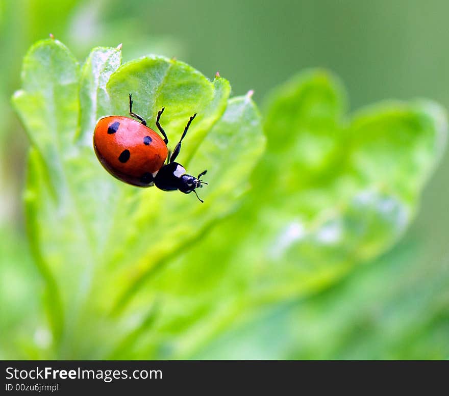 A ladybird sits upwards paws on the lower side of leaf. A ladybird sits upwards paws on the lower side of leaf