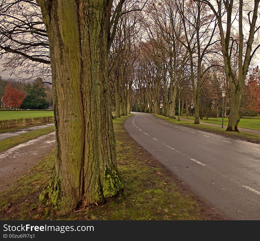 Late autumn. Maple alley along roads after a rain