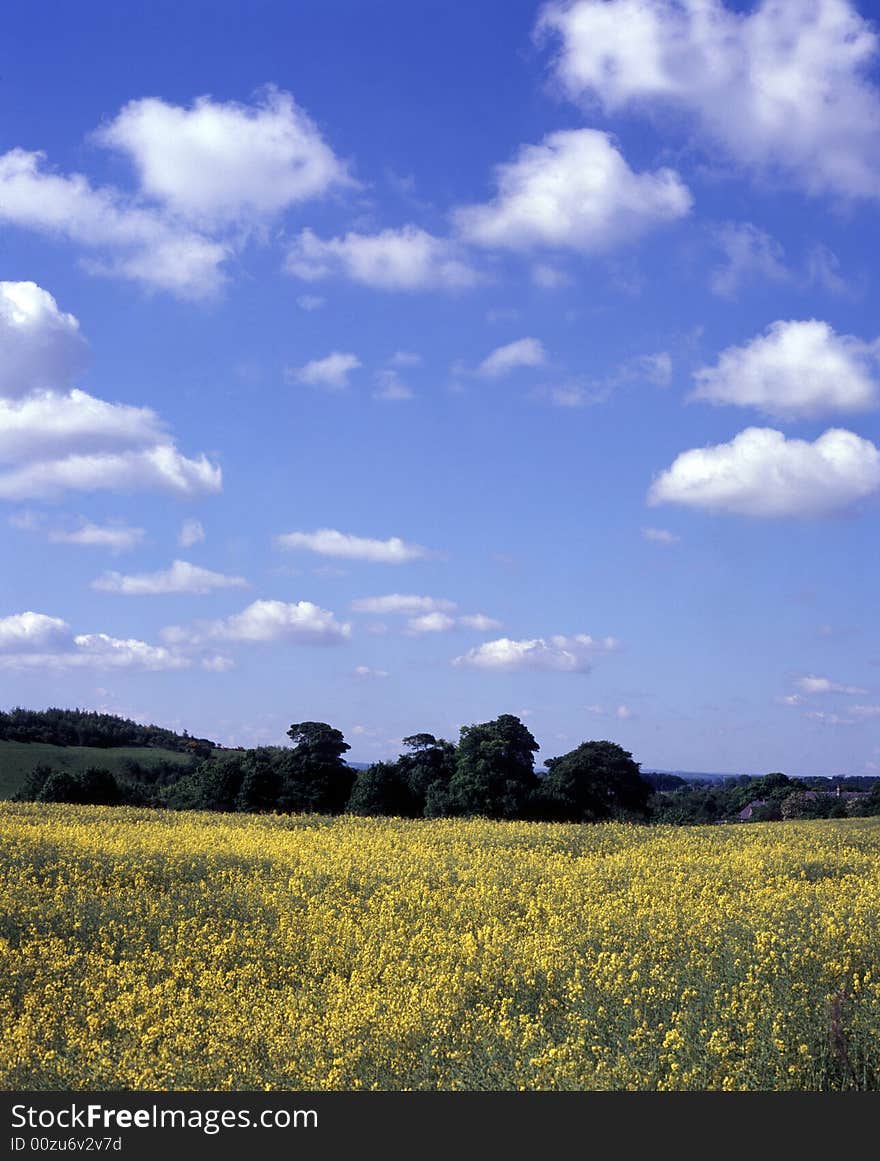 Field of Oil Seed ,spring, with white Cumulus Clouds,near Edinburgh,Scotland. Field of Oil Seed ,spring, with white Cumulus Clouds,near Edinburgh,Scotland.