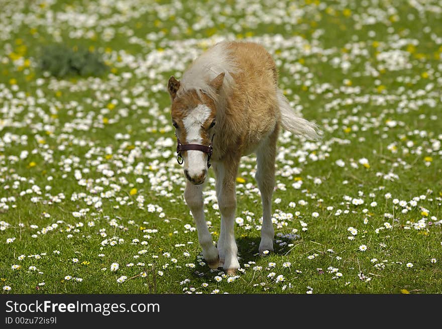 A sweet foal is resting on a green, white and yellow flower field