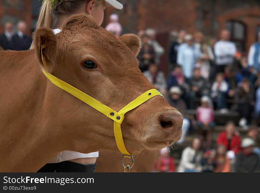 Cow portrait