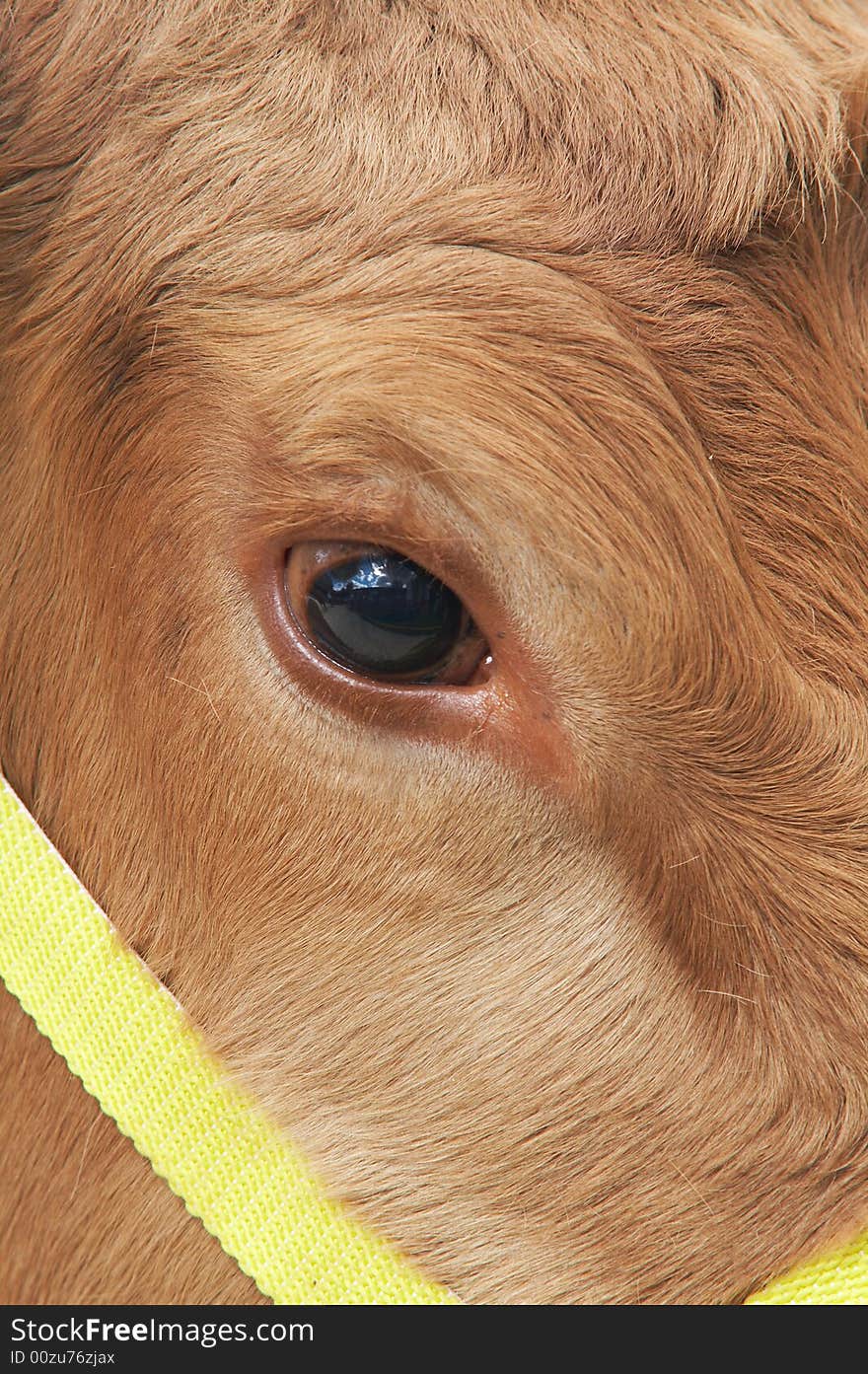 Close up photo of brown cows eye