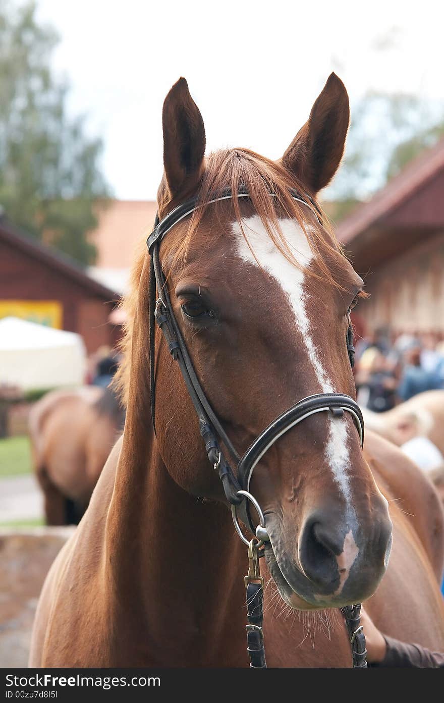 Beautiful portrait of a brown horse well groomed and braided. Beautiful portrait of a brown horse well groomed and braided