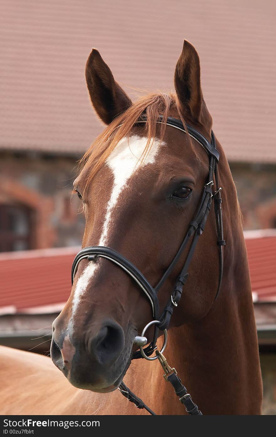 Beautiful portrait of a brown horse well groomed and braided. Beautiful portrait of a brown horse well groomed and braided