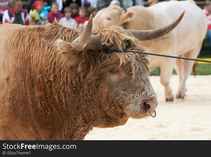 Highland cow portrait