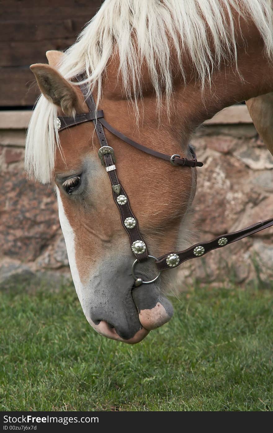 Beautiful portrait of a brown horse well groomed and braided. Beautiful portrait of a brown horse well groomed and braided