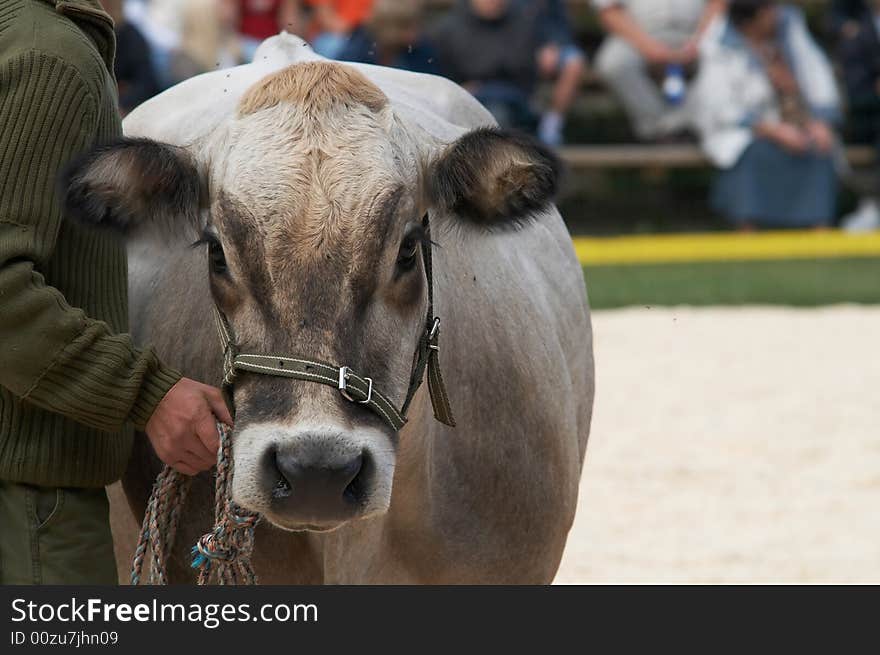 Cow portrait