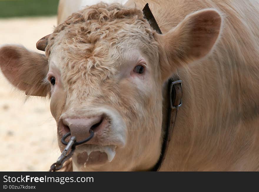 A portrait of angry bull pulled from nosering