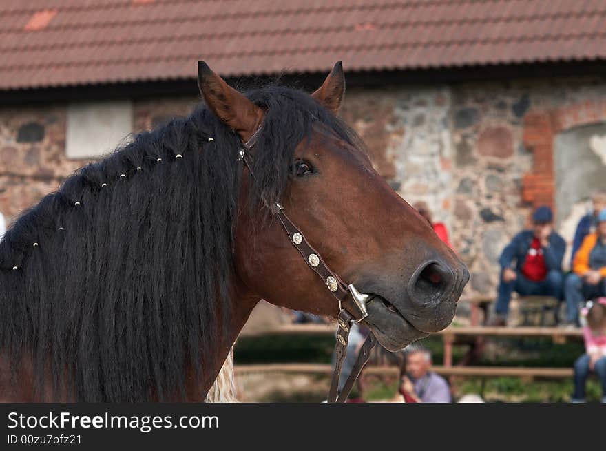 Beautiful portrait of a brown horse well groomed and braided. Beautiful portrait of a brown horse well groomed and braided