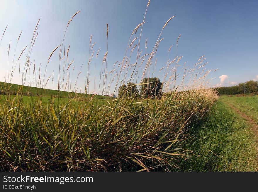 A meadow on a sunny day. A meadow on a sunny day.