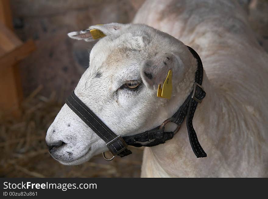 Sheep portrait