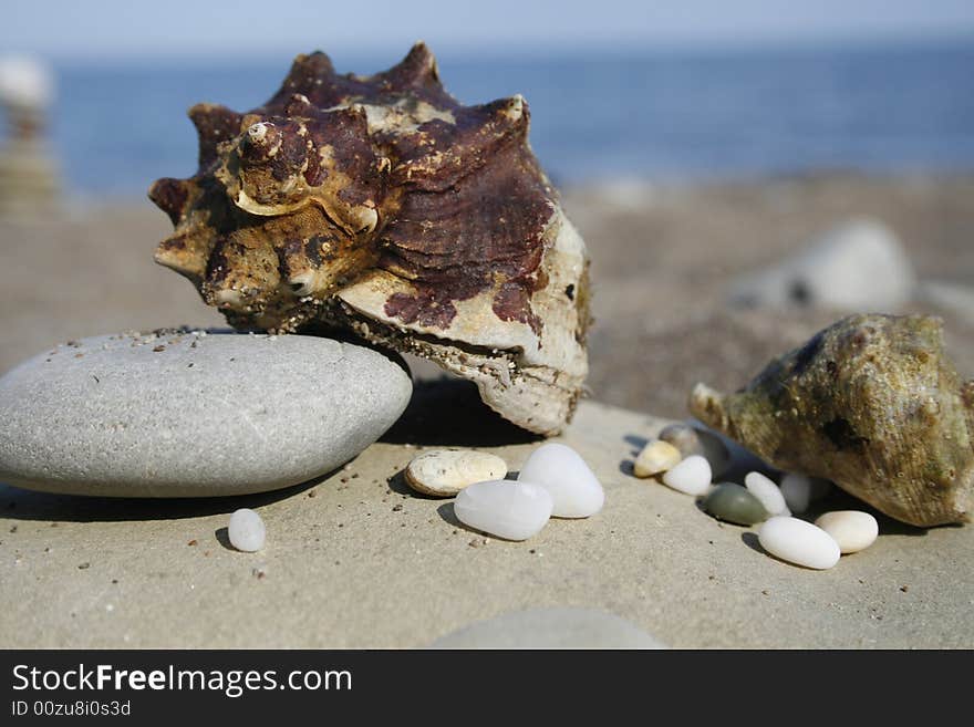 Seashell and pebble on background of sea