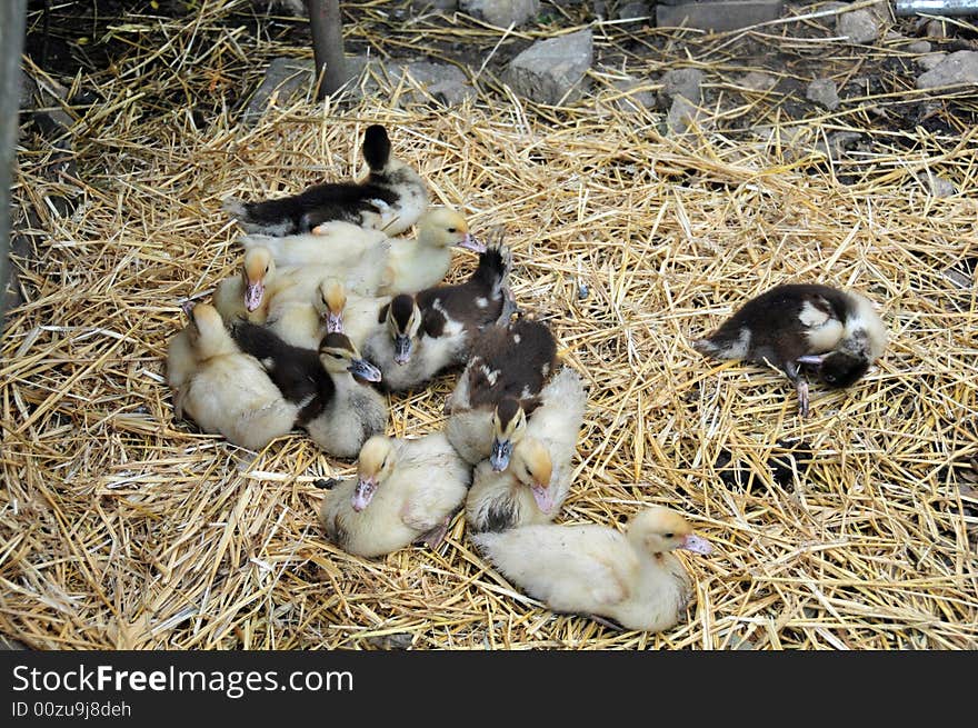 Baby ducks on a farm