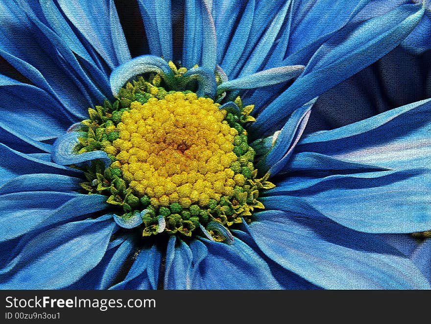 A macro photograph of a blue colored Daisy. A filter was applied to give it texture. A macro photograph of a blue colored Daisy. A filter was applied to give it texture.