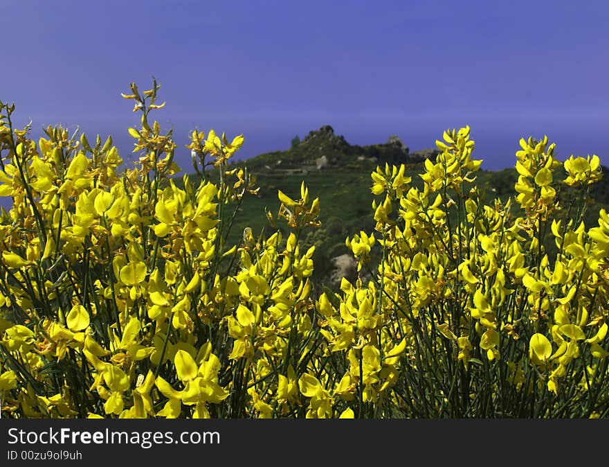 Yellow gorse landscape summer holiday. Yellow gorse landscape summer holiday