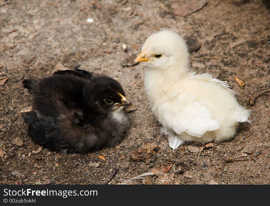 Black and white chickens seating on the ground