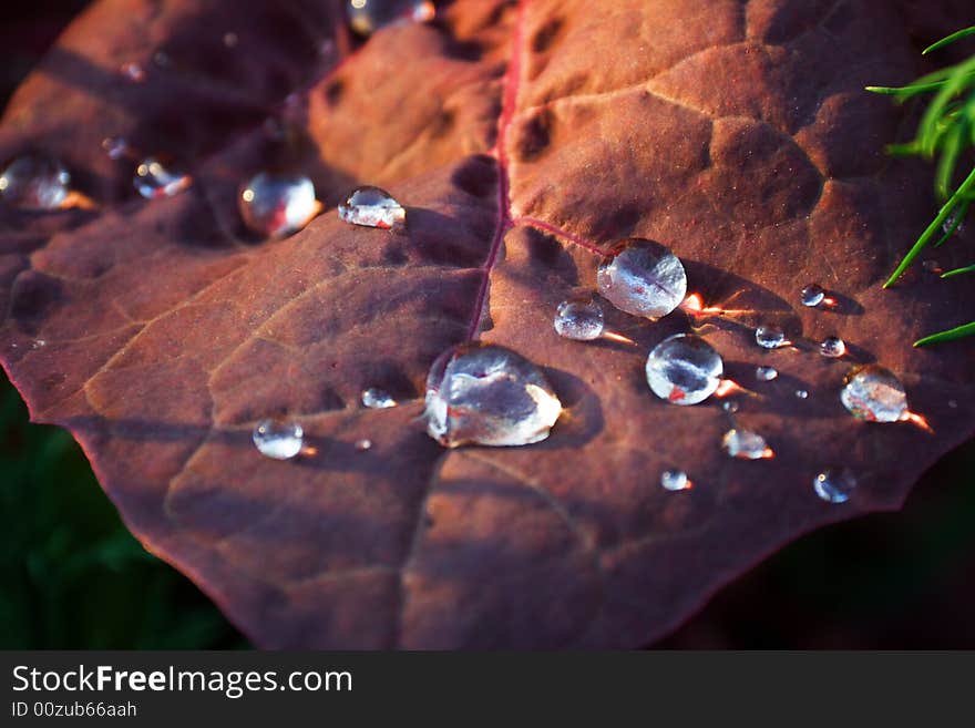 Drops on a leaf (close-up view)