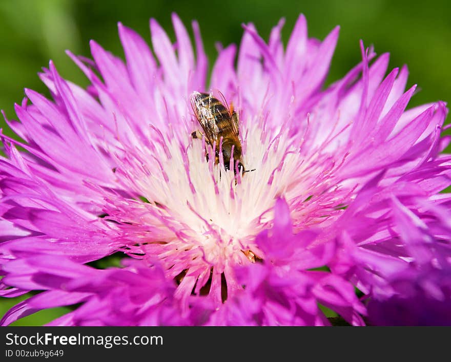 Bee pollinating a flower (violet background)